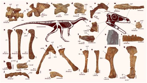 fossiles de dinosaurios antiguos.